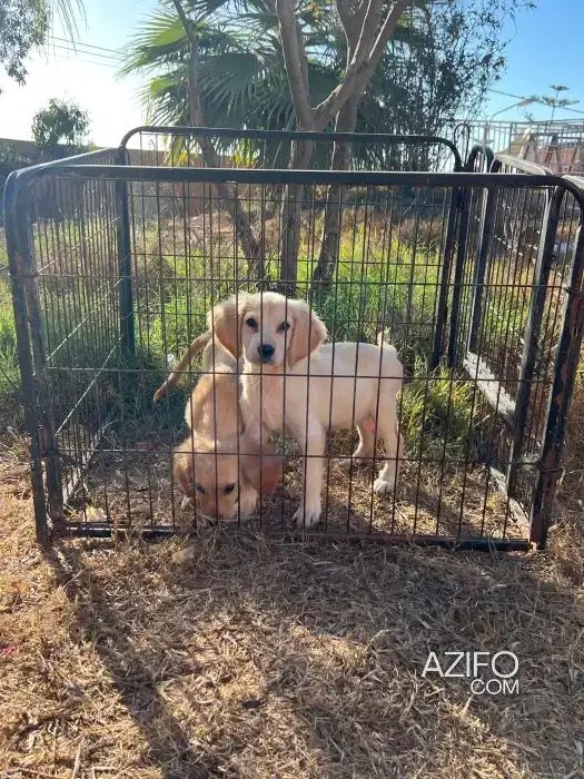 Portée de Chiots Golden Retriever de 55jrs in الدار البيضاء, MOROCCO | Azifo