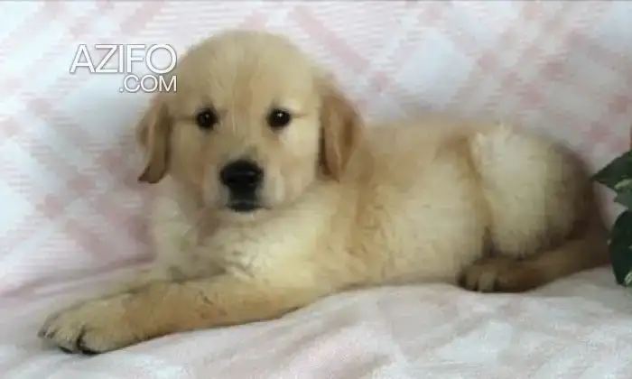 Portée de Chiots Golden Retriever de 50jrs in الدار البيضاء, MOROCCO | Azifo