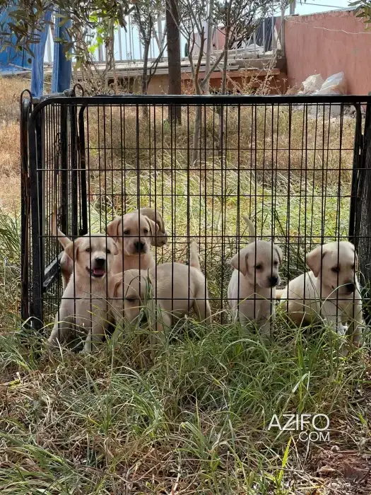 Portée de Chiots Labrador Retriever de 45jrs in Casablanca, MOROCCO | Azifo