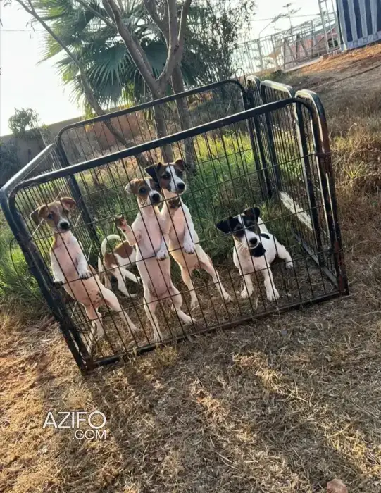 Portée de Chiots Jack Russell Terrier de 80 jours in Casablanca, MOROCCO | Azifo