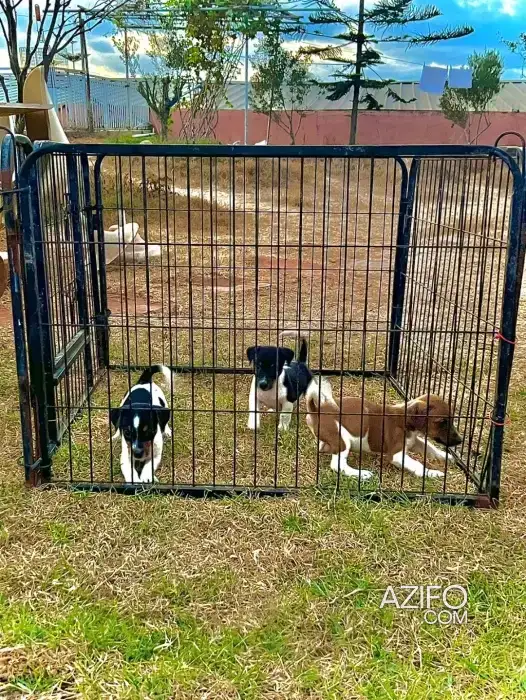 Portée de Chiots Jack Russell Terrier de 60 jours in Casablanca, MOROCCO | Azifo