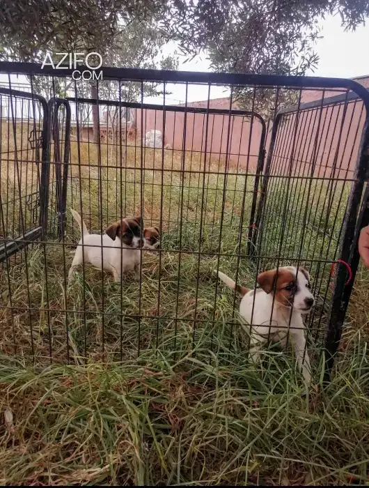 Portée de Chiots Jack Russell Terrier de 45 jours in الدار البيضاء, MOROCCO | Azifo