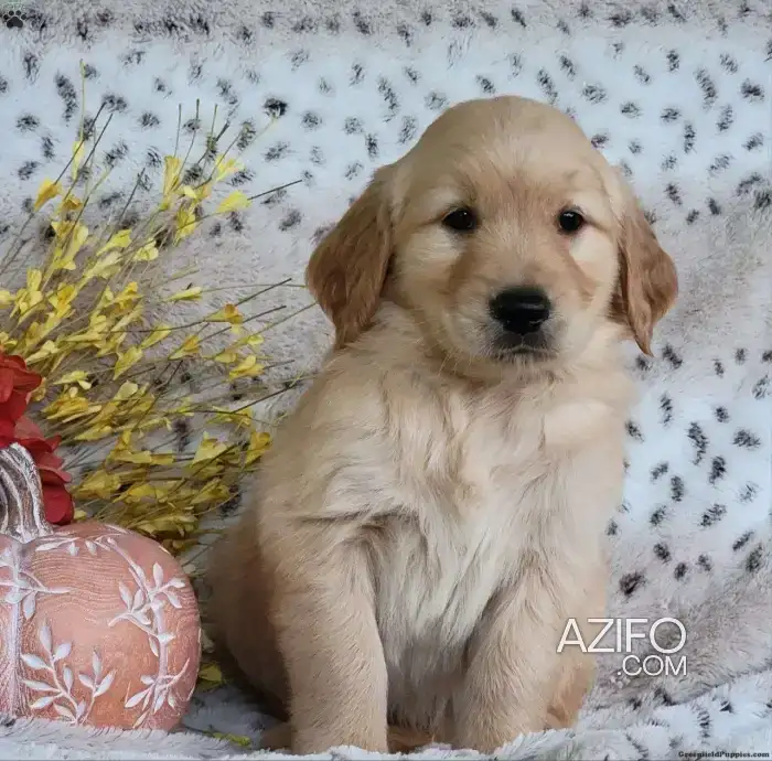 Portée de Chiots Golden Retriever de 45jrs in Casablanca, MOROCCO | Azifo