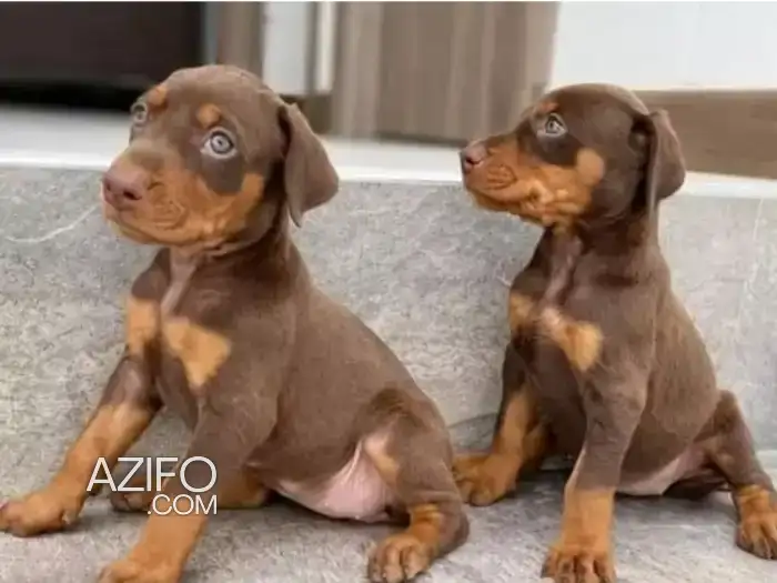 Portée de Chiots Dobermann Chocolat de 45jrs in Casablanca, MOROCCO | Azifo
