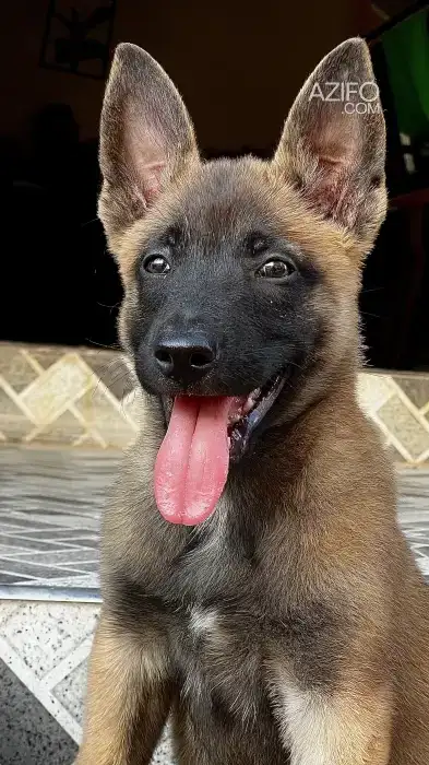 Chiot Femelle Berger Malinois de presque deux mois in Fes, MOROCCO | Azifo