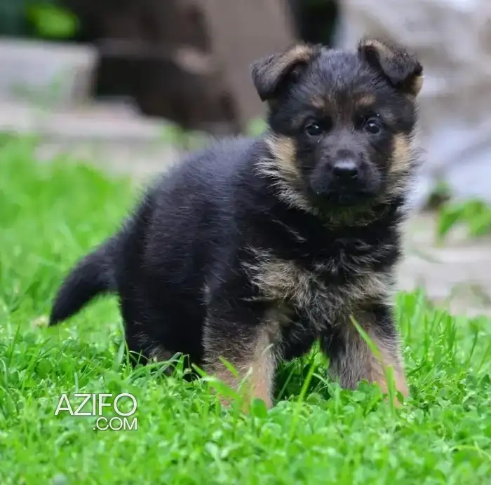 Portée de Chiots Berger Allemand de 45 jours in Casablanca, MOROCCO | Azifo