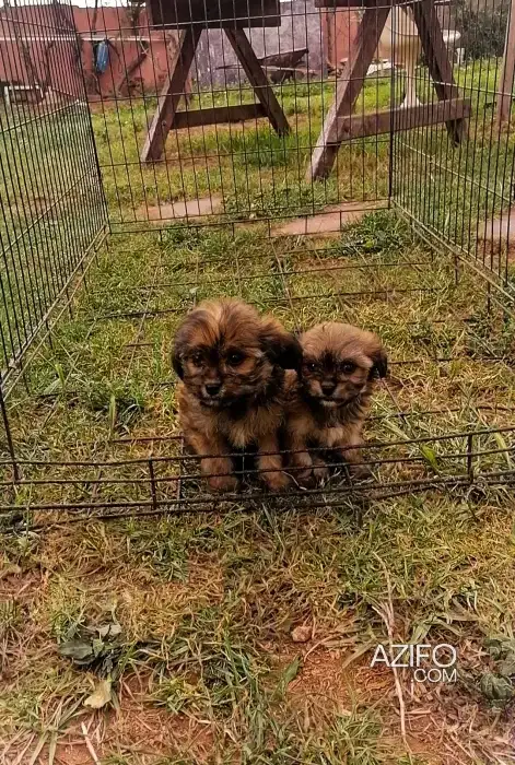 Portée de Chiots Cavachon (Croisé Cavalier King Charles et Bichon) de 50 jours in الدار البيضاء, MOROCCO | Azifo