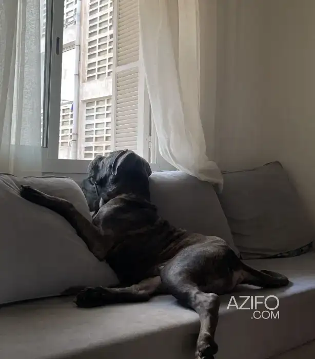 Chien Cane Corso in Casablanca, MOROCCO | Azifo
