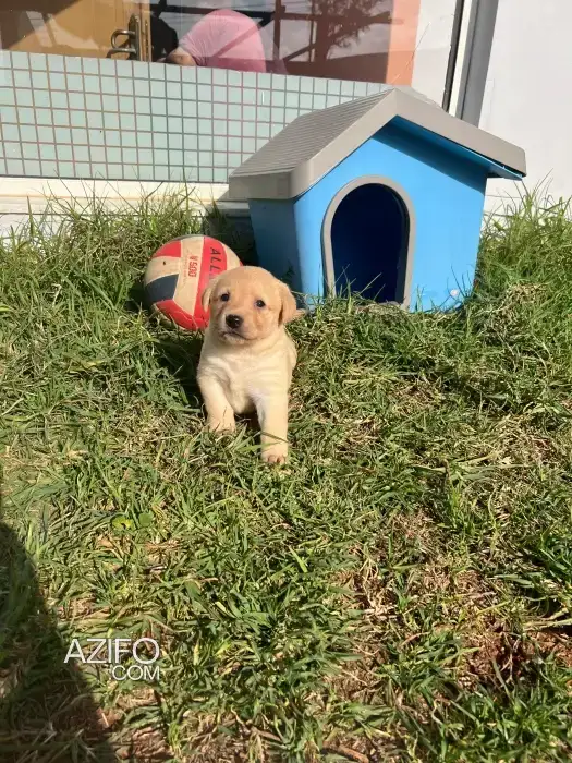 Chiot Femelle Labrador Retriever Red Fox de 30jrs in الدار البيضاء, MOROCCO | Azifo