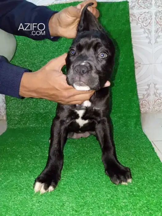 Chien Femelle Cane Corso in Rabat, MOROCCO | Azifo
