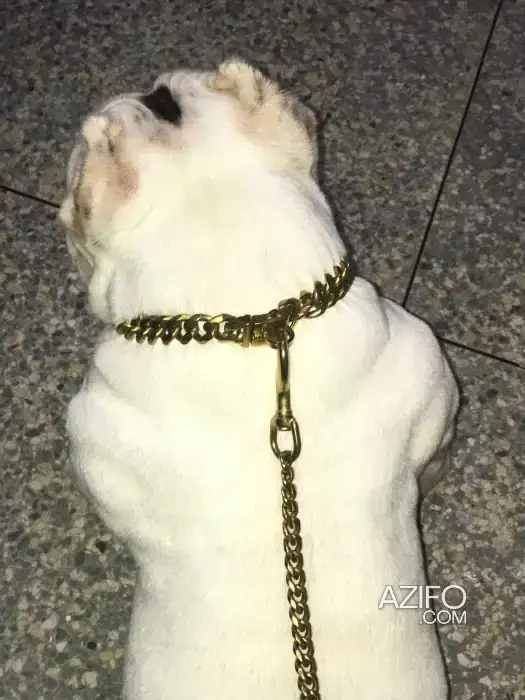 Chiot Femelle American Bully de 7mois in Temara, MOROCCO | Azifo