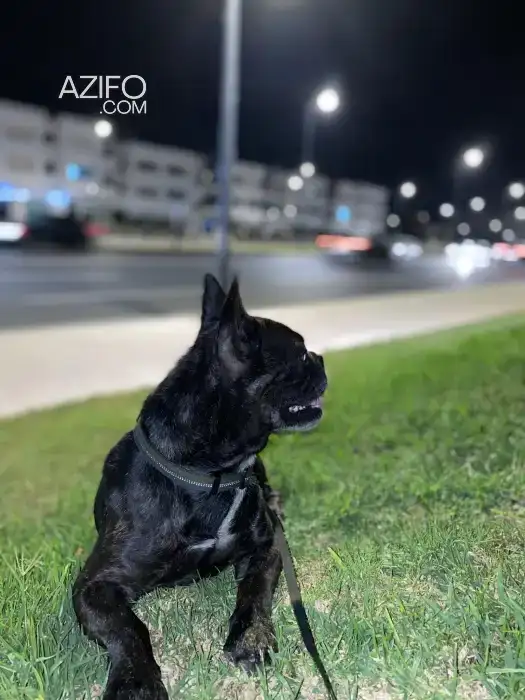 Chien Mâle Bulldog Français in الرباط, MOROCCO | Azifo