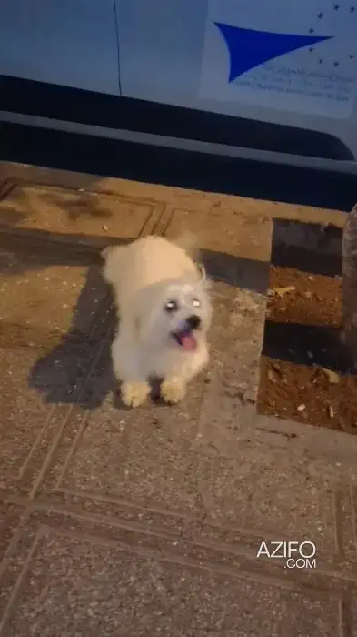 Chien Mâle Bichon Maltais in الرباط, MOROCCO | Azifo