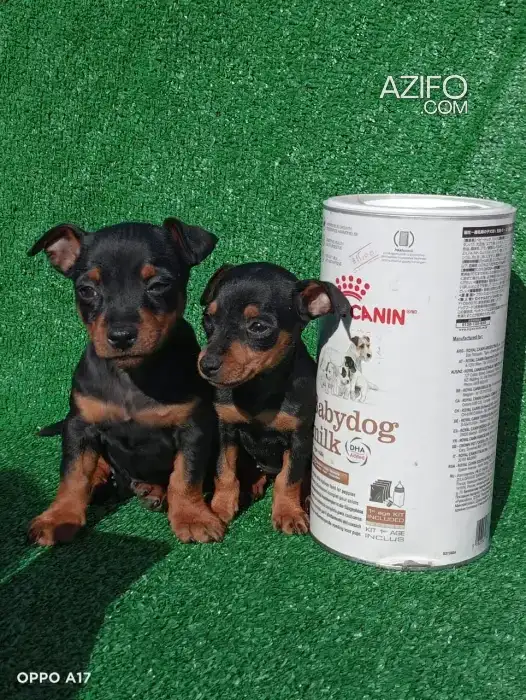 Chiot Femelle Pinscher Nain de 2 mois in الرباط, MOROCCO | Azifo