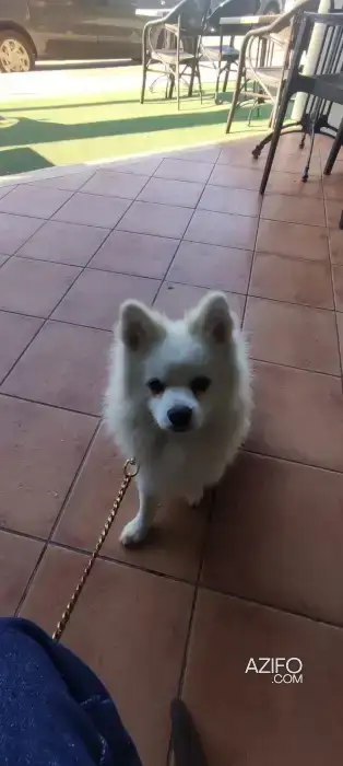 Chiot Mâle Spitz Poméranien (Loulou de Poméranie) de 5mois in الرباط, MOROCCO | Azifo