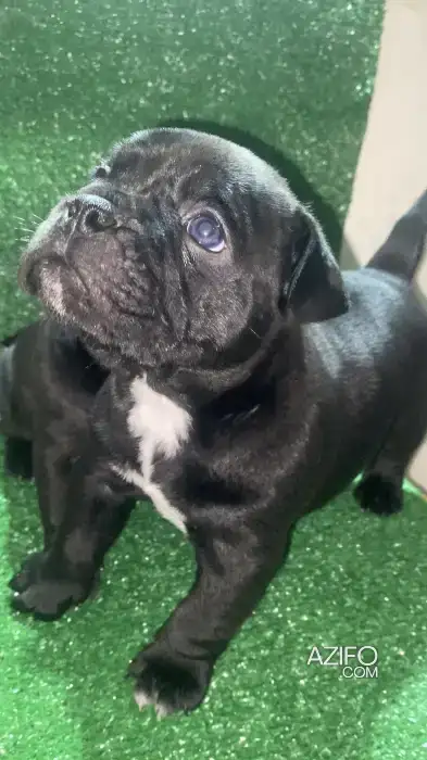 Portée de Chiots American Bully de 1mois in الرباط, MOROCCO | Azifo