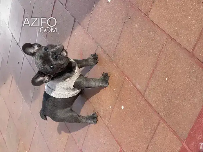 Chien Femelle Bulldog Français in الدار البيضاء, MOROCCO | Azifo