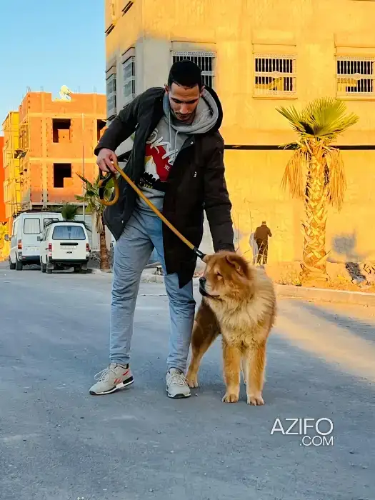 Chien Chow Chow de 1 an in مراكش, MOROCCO | Azifo