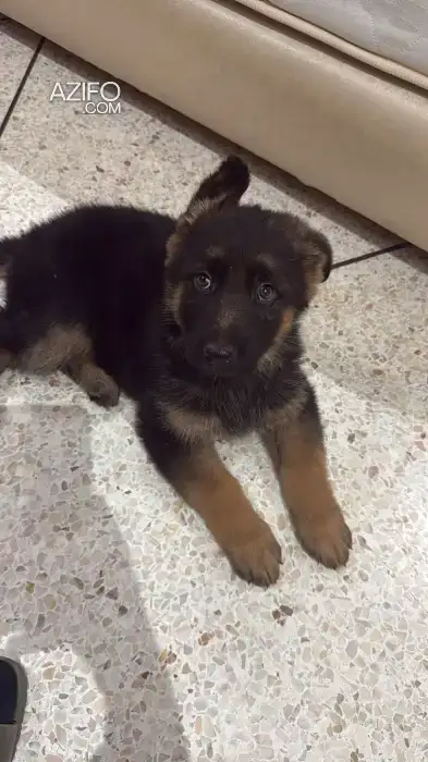 Chiot Femelle Berger Allemand in Agadir, MOROCCO | Azifo
