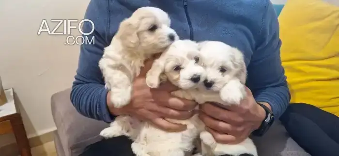 Chiot Bichon Maltais de 7 semaines in Rabat, MOROCCO | Azifo
