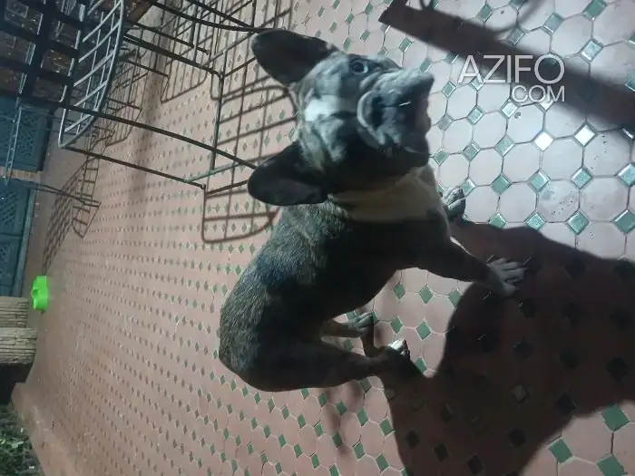 Chien Bulldog Français Exotique de 1 an in الدار البيضاء, MOROCCO | Azifo