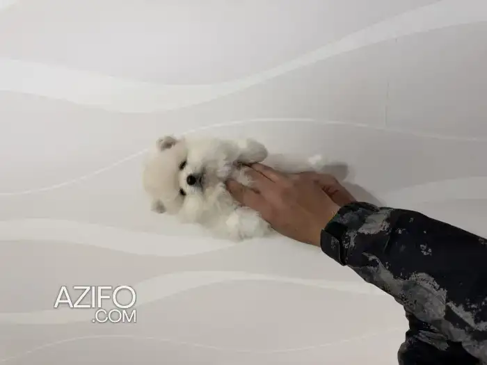 Chiot Spitz Poméranien (Loulou de Poméranie) in الدار البيضاء, MOROCCO | Azifo
