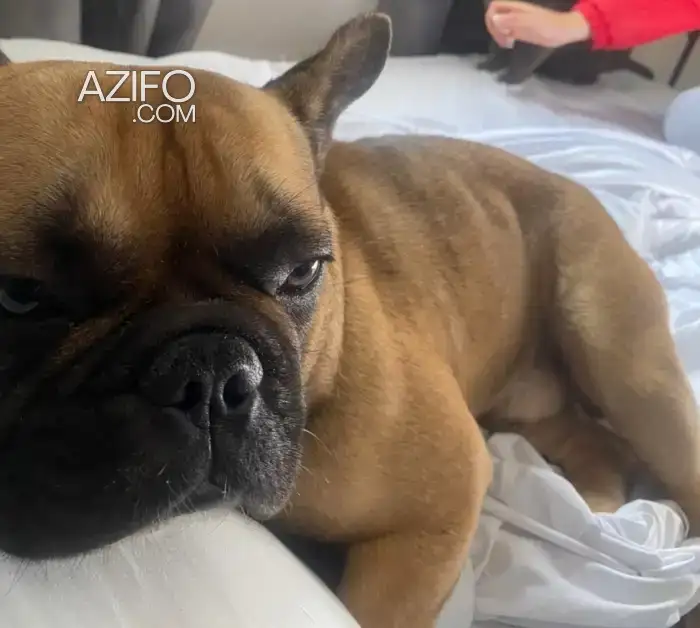 Chien Mâle Bulldog Français de 1 an in الرباط, MOROCCO | Azifo