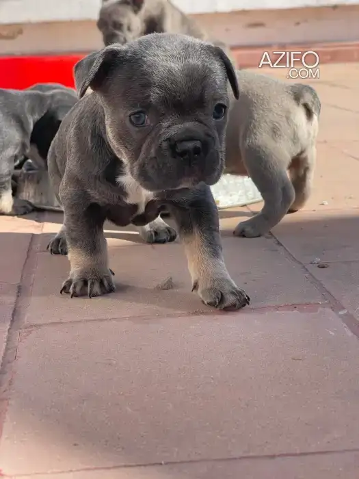 Chiot Femelle Bulldog Français de 2mois in الدار البيضاء, MOROCCO | Azifo