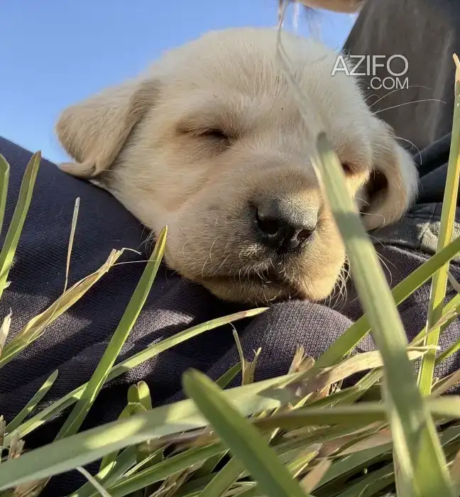 Chiot Labrador Retriever Sablé de 1 mois in Casablanca, MOROCCO | Azifo