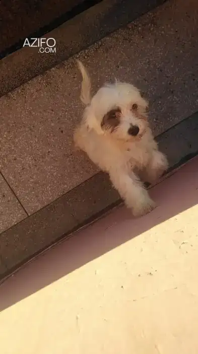 Chiot Bichon Havanais de 2 mois in الدار البيضاء, MOROCCO | Azifo