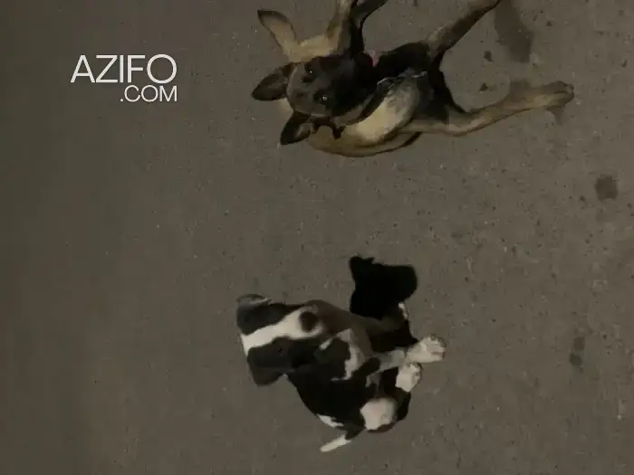 Chien Américain Staffordshire in مراكش, MOROCCO | Azifo