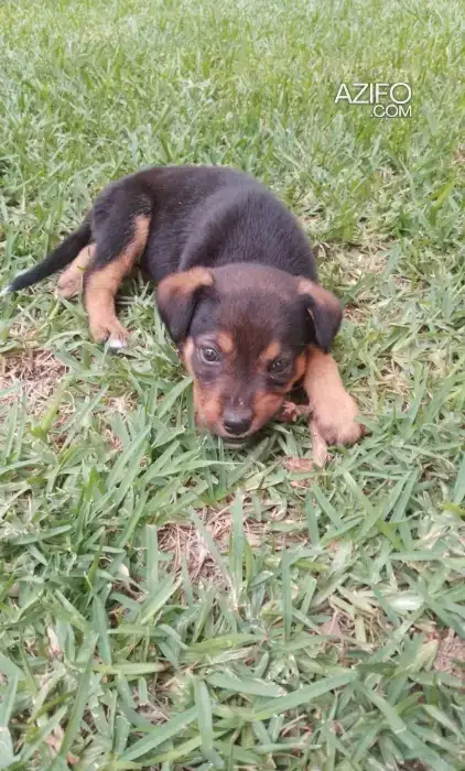 Puppy Rottweiler Male in الدار البيضاء, MOROCCO | Azifo