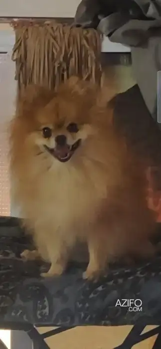 Chiot Spitz Poméranien (Loulou de Poméranie) de 2 mois in فاس, MOROCCO | Azifo