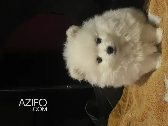 Chiot Femelle Spitz Poméranien (Loulou de Poméranie) de 3 mois in Casablanca, MOROCCO | Azifo
