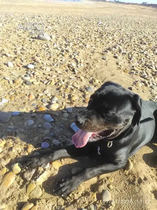 Chien Cane Corso in Essaouira, MOROCCO | Azifo