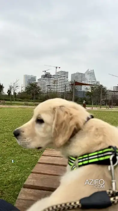 Chien Golden Retriever de 1 an in Salé, MOROCCO | Azifo