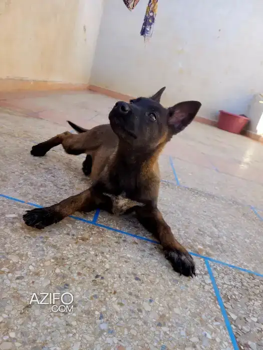 Chiot Femelle Berger Malinois Charbonné de 3 mois in Meknès, MOROCCO | Azifo