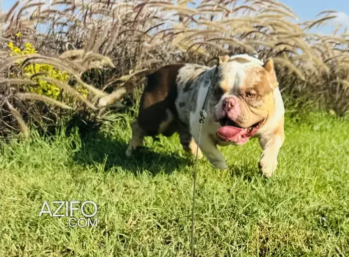 Chien Mâle American Bully Merle avec Pedigree in Casablanca, MOROCCO | Azifo