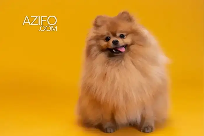 Chien Chihuahua Poil Long in Marrakech, MOROCCO | Azifo
