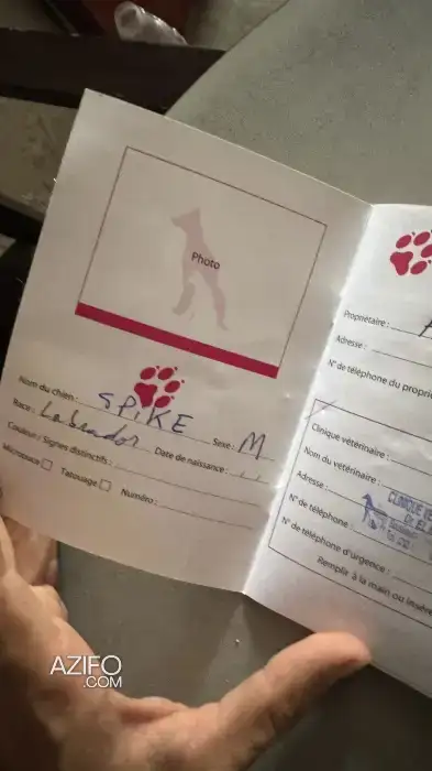 كلب LABRADOR لابرادور أصيل للبيع in Casablanca, MOROCCO | Azifo