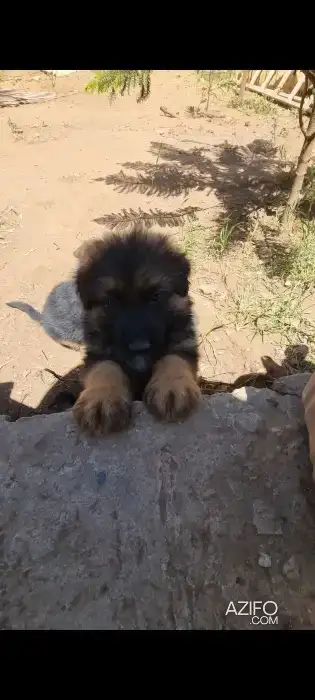 Portée de Chiots Berger Allemand in الدار البيضاء, MOROCCO | Azifo