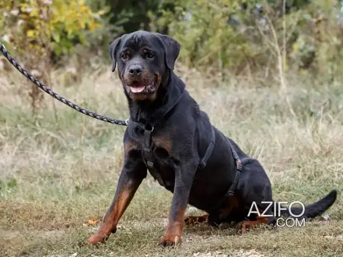Chien Rottweiler in بني ملال, MOROCCO | Azifo