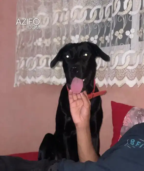 Chiot Femelle Labrador Retriever de 8 mois in الرباط, MOROCCO | Azifo
