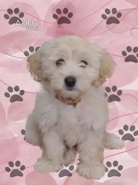 Chiot Bichon Havanais de 3 mois et 20 jours in Casablanca, MOROCCO | Azifo