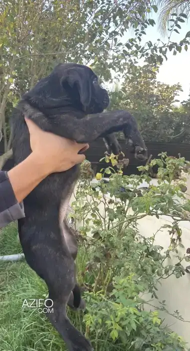 Chiot Femelle Canne Corso de 15jours in الدار البيضاء, MOROCCO | Azifo