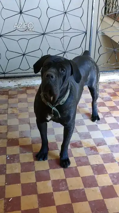 Chien Femelle Cane Corso de 3 ans in Marrakech, MOROCCO | Azifo
