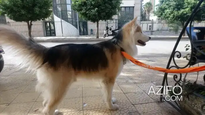 Chien Femelle Malamute d'Alaska in Fes, MOROCCO | Azifo