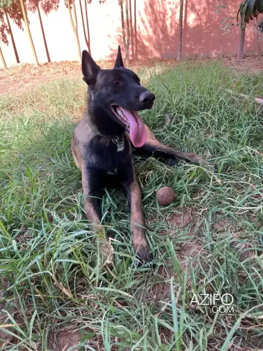 Chien Berger Malinois de 1 an in Marrakech, MOROCCO | Azifo