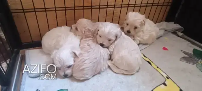 Chiot Bichon in Casablanca, MOROCCO | Azifo