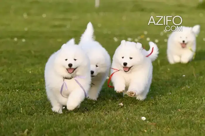 Chiot Samoyède in Casablanca, MOROCCO | Azifo